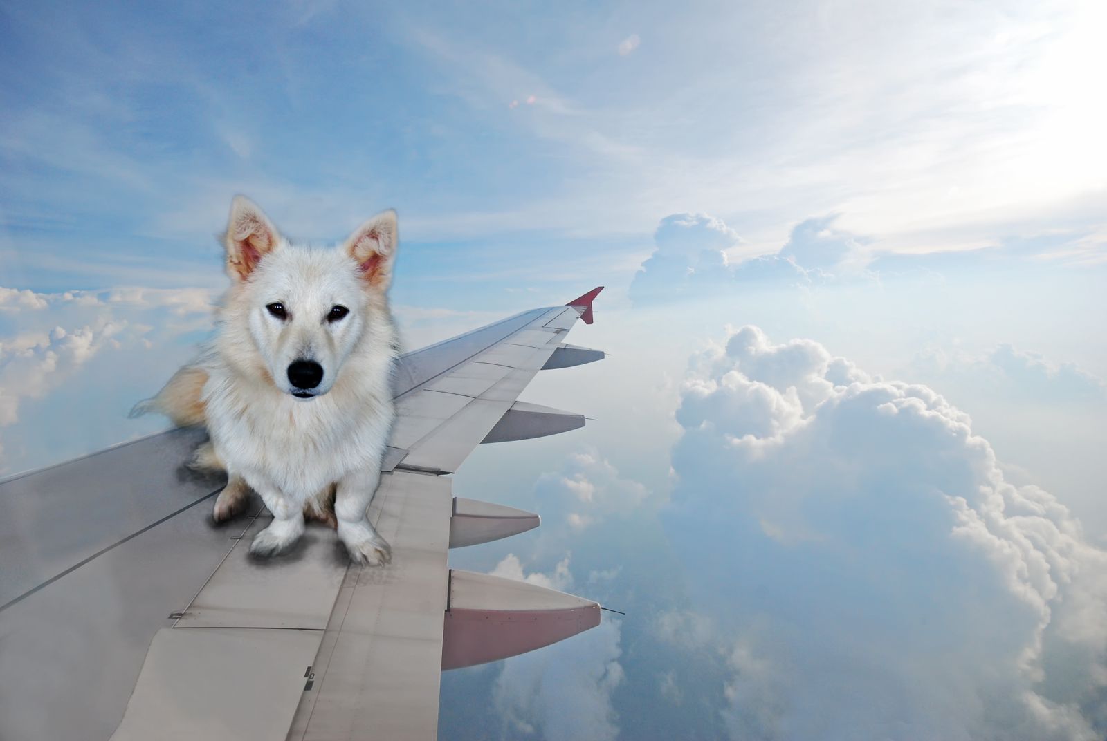 Are you Planning to Travel With Your Pet Overseas? 